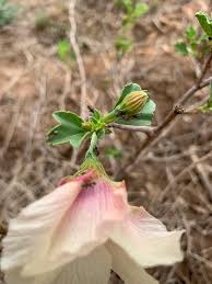 Image result for Cienfuegosia hildebrandtii