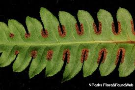 Image result for Pteris burtonii