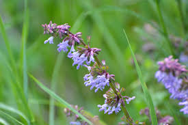 Image result for Tinnea eriocalyx