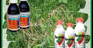 Pada umumnya penanganan pasca panen rumput laut oleh petani hanya sampai pada penggeringan saja. Perbandingan Herbisida Gramoxone Vs Roundup Kliktani Com