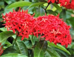 Check spelling or type a new query. 27 Indoor Flowering Plants The Complete List With Pictures Hort Zone