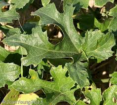 Image result for Lagenaria sphaerica