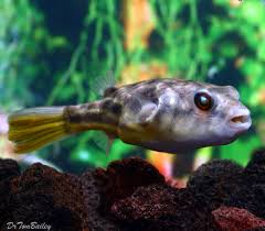 وشاح المتطلبات منشوريا Freshwater Puffer For Sale Alterazioni Org