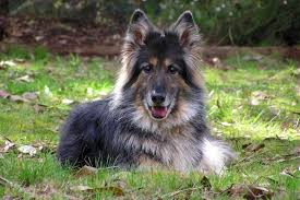 Maybe you would like to learn more about one of these? Marvel At The Wonderful Long Haired German Shepherd K9 Web