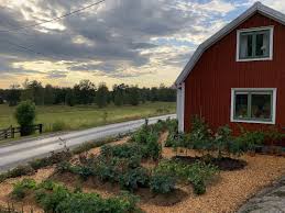 I've never done gardening or planted anything before and live in the middle eastern desert. Can I Grow Vegetables Near A Road Sara S Kitchen Garden