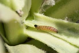 Image result for Nothris verbascella