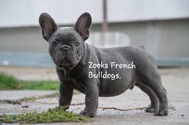 We have base our breeding program on a carefully thought out combination of english , european and american lines. French Bulldog Puppies For Sale Fort Plain Ny 319355