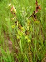 Image result for Aeschynomene nodulosa