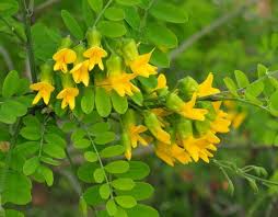 Image result for Calpurnia aurea