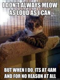 Image result for funny cat memes