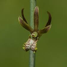 Image result for Eulophia hirschbergii
