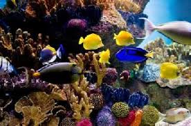 Curing live rock is an important step in setting up a new reef tank. Curing Live Rock For Your Aquarium
