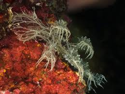 Image result for Melinis subglabra