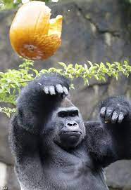 Jomo The Gorilla Celebrates Halloween With A Festive And Gorilla Animal Photo Zoo Animals Photos