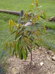 How to plant durian musang king. New Cultivation Of Musang King Durian With 3 Rootstocks Steemit
