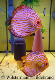 Aquarium online shop with 150,000 customers worldwide! Pflanzen Im Diskusaquarium