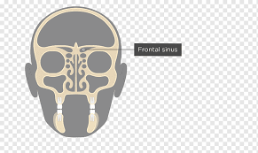 Asian skulls can have circular orbits and a 'heart shaped' nasal aperture. Ethmoid Sinus Ethmoid Bone Paranasal Sinuses Nasal Cavity Skull Bone Sinus Infection Sinus Png Pngwing