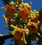 Image result for Sterculia africana