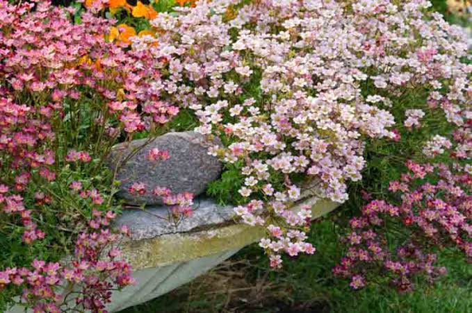 Rock garden plants