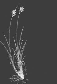 Image result for Scleria bequaertii