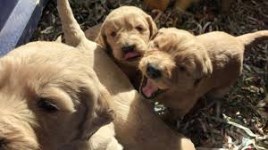 Maybe you would like to learn more about one of these? Terry Farm Goldendoodle Puppies Available In Denver Youtube