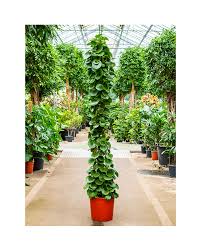 Image result for Cissus rotundifolia