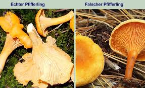 Frische pilze schmecken natürlich aromatischer. Pfifferling Eierschwamm Cantharellus Cibarius Awl Ch