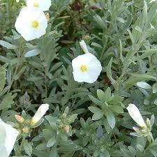Image result for Convolvulus aschersonii