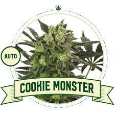 The breeders of this kush remain unknown. Cookie Monster Automatic Cannabis Seeds City Seeds Bank