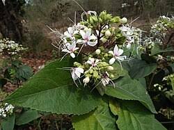 Image result for Clerodendrum capitatum