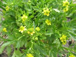 Image result for Ranunculus sceleratus