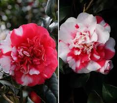 Explore cbbxj69675's photos on flickr. Camellia Japonica General Colletti Evergreen Shrubs Buy Uk