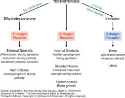 This is due to the close physical. Pharmacology Of Bph And Prostate Cancer Flashcards Quizlet