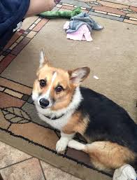 Pembroke welsh corgi puppies are adorable puppies, we have a few puppies for sale. Kieffer Corgis Home Facebook