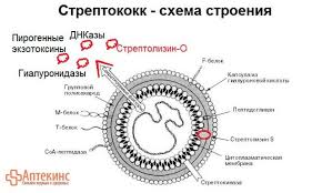 O Chem Govorit Povyshenie Asl O Antistreptolizina O V Analize Krovi Detskaya Stomatologicheskaya Poliklinika G Penza