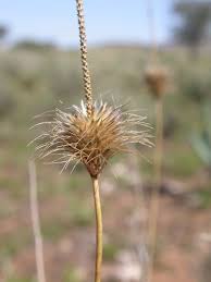 Image result for Fingerhuthia