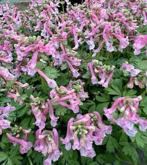 Image result for Corydalis
