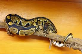 If a mammal loses its head, it will die almost immediately. Ball Python Lifespan How Long Do Ball Pythons Live As Pets Pet Comments