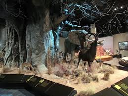 Anniston Museum Of Natural History Natural History Calhoun County Museum