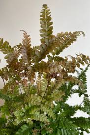 Image result for Adiantum vogelii