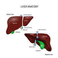 The liver tissue of an alcoholic may become clogged with fats and adversely affect liver function. Human Liver Anatomy Front Back And Two Lobes Location Of The Gallbladder And Blood Vessels Illustration For Science Medical And Educational Textbook Vector Illustration Easy To Edit Ù…ÙˆÙ‚Ø¹ ØªØµÙ…ÙŠÙ…ÙŠ