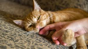 Your cat is a bundle of cuteness, approachable and sweet. Reasons Why Cats Bite And How To Stop It
