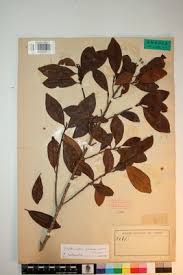 Image result for Erythroxylum emarginatum