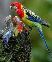 Pin By Gloria Garcia On Animals And Their Mamas Beautiful Birds Animals Beautiful Pet Birds