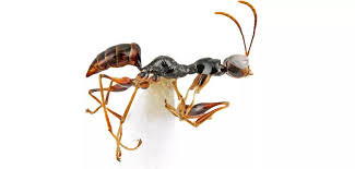 Image result for Gonatopus