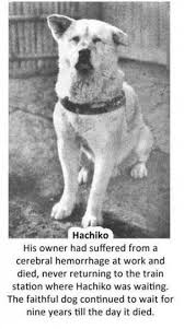 A Statue Of Hachiko Was Made In That Train Station In His Honor Cute Animals Animal Pictures Animals