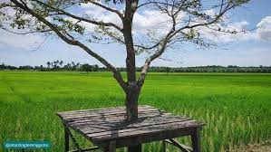 Penduduk yang panik bertindak menghubungi angkatan pertahanan awam malaysia (apm) pendang memaklumkan kejadian itu kerana bimbang kehadiran buaya berkenaan boleh mengancam nyawa penduduk. Suasana Damai Sawah Padi Di Setiu Amazing Terengganu Facebook