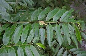 Image result for Annonaceae