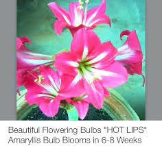 Hot Lips Amaryllis Amaryllis Bulbs Amaryllis Parts Of A Flower
