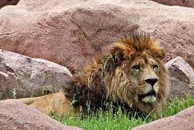 Toronto zoo, located at 361a old finch avenue, in scarborough, ontario, in canada, was founded in 1974 and the first elephant arrived in 1974. Die 5 Besten Toronto Zoo Touren 2021